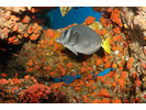 Yellowtail Surgeonfish - Surgeonfish - Cirujano<br>(<i>Prionurus punctatus</i>)