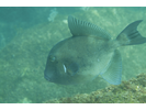 Finescale Triggerfish - Triggerfish<br>(<i>Balistes polylepis</i>)