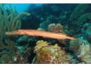 Trumpetfish - Trumpetfish<br>(<i>Aulostomus maculatus</i>)
