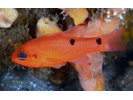 Twospot Cardinalfish - Cardinalfish<br>(<i>Apogon pseudomaculatus</i>)