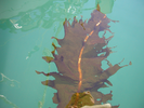 Asian Kelp Wakame (exotic) - Algae<br>(<i>Undaria pinnatifida</i>)