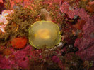 White Cadlina / Yellow Cadlina - Mollusks<br>(<i>Cadlina laevis / Cadlina luteomarginata</i>)