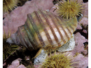 Wrinkle Whelk - Mollusks<br>(<i>Neptunea lyrata decemcostata</i>)