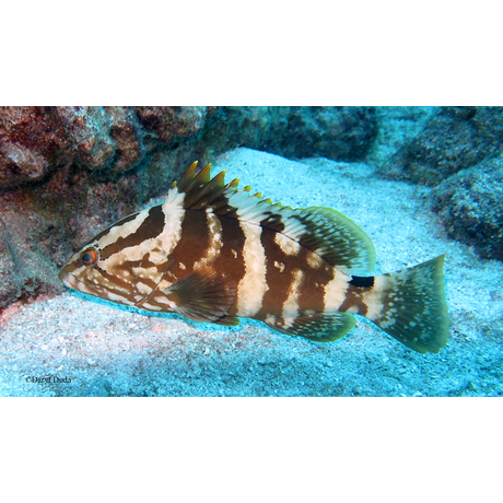 Nassau Grouper. Photo by Daryl Duda